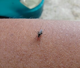 Selective focus picture of skin with mosquito insight. 