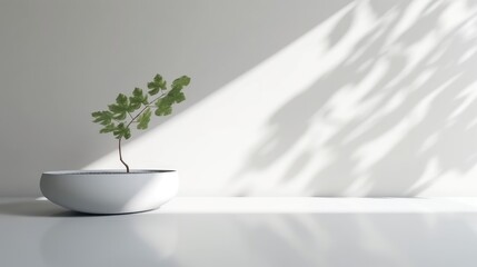 Minimal scene with white wall and nature elements
