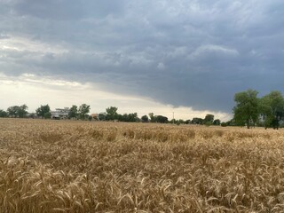 Naklejka premium wheat field and sky