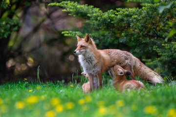 キタキツネの親子