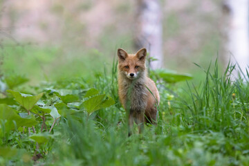 春のキタキツネ