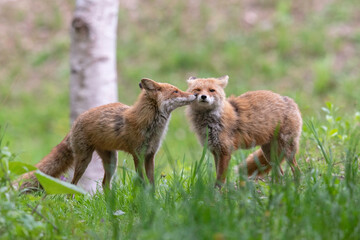キタキツネの夫婦