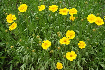 Fototapeta premium Vibrant yellow flowers and buds of Coreopsis lanceolata in mid June