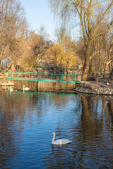 swan on the lake