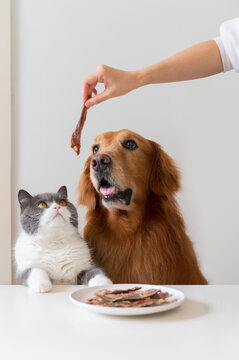 Naklejki Golden retriever and british shorthair cat looking at jerky snacks in hands