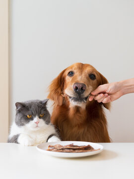 Naklejki Hand holding jerky snack for golden retriever dog, british shorthair cat next to