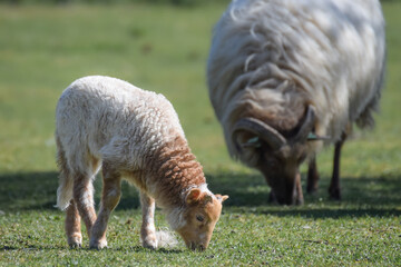Fototapeta premium Cute little newborn lamb grazing