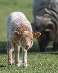 Cute little newborn lamb grazing