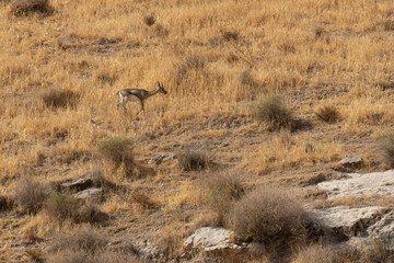 A Gazelle in The Judea Desert, Israel.