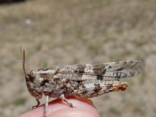 grasshopper on the ground