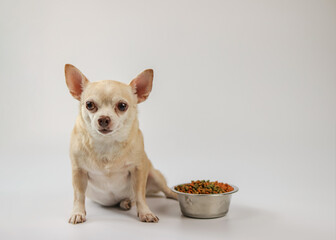 brown short hair Chihuahua dog sitting beside dog food bowl on white background, looking at camera, waiting for his meal. Pet's health or behavior concept.