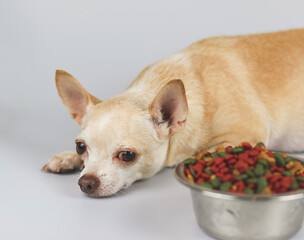 brown Chihuahua dog lying down by the bowl of dog food and ignoring it. Sad or sick chihuahua dot...