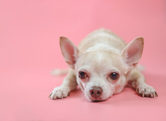 bored   Chihuahua dog  lying down on pink background, looking at camera. Copy space.