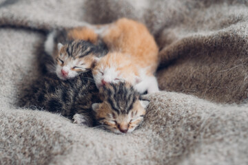 Different blind newborn kittens cozy sleep together, domestic baby pets, lovely family.