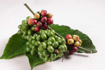 Collection of Raw Coffee Beans or Fresh Young Green Coffe Bean.