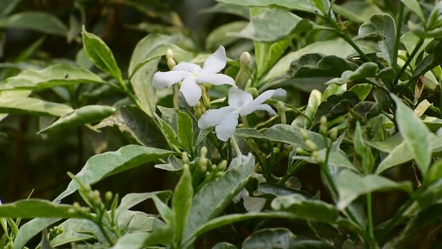 jasminum sambac (arabian jasmine) in the garden