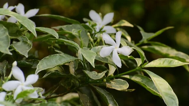 jasminum sambac (arabian jasmine) in the garden