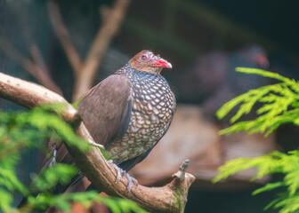 Scaled pigeon, a large New World tropical dove