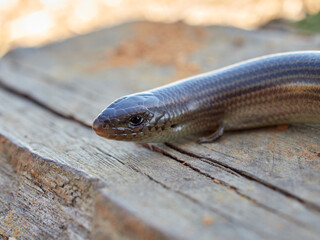 Western Three-toed Skink. Chalcides striatus.