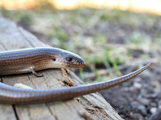 Western Three-toed Skink. Chalcides striatus.