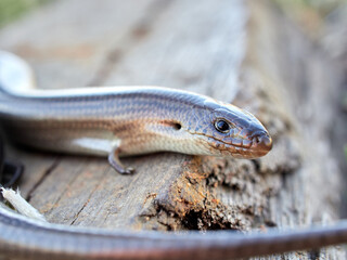 Western Three-toed Skink. Chalcides striatus.