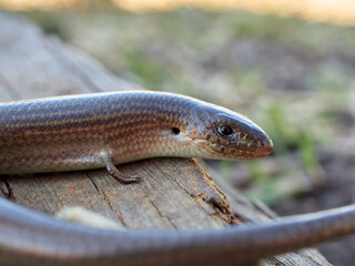 Western Three-toed Skink. Chalcides striatus.