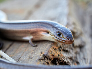 Western Three-toed Skink. Chalcides striatus.