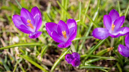 Violet crocus flowers. Beautiful sunny spring day. Horizontal banner
