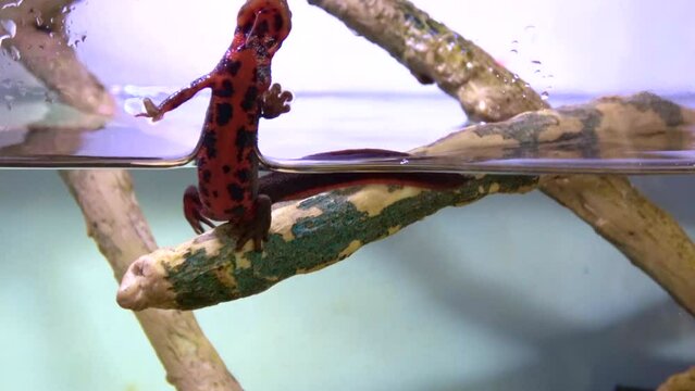 Japanese fire bellied newt trying to climb the wall of the water tank. Cynops pyrrhogaster. Close up. 4K