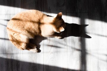 Domestic cat basking in the sun lying on the floor.