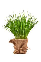 Green grass in a pot isolated on a white background.