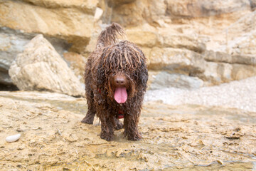 Wet Spanish Water Dog Ready for Action on Beach in Spain