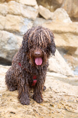 Wet Sitting Spanish Water Dog on Beach in Spain