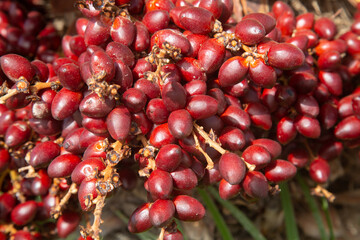 Closeup Detail of Palm Tree Fruit with Leaves Background