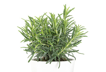 Rosemary, young plant in a white pot. Salvia rosmarinus, an aromatic, evergreen shrub with fragrant needle-like green leaves. A medicinal and culinary herb. Front view, isolated, on white background.