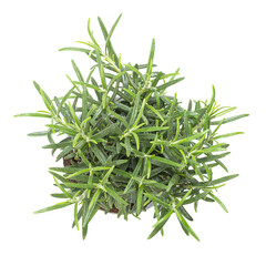 Rosemary, young plant in gray plastic pot. Salvia rosmarinus, aromatic and evergreen shrub with fragrant needle-like green leaves, used as medicinal and culinary herb. Isolated from above, over white.