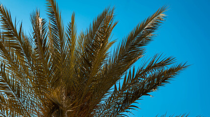 palm reed against blue sky