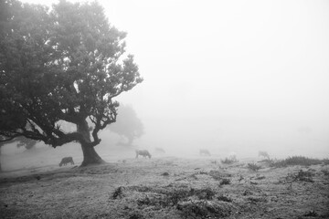 Foggy morning in the Fanal forest, Madeira island.