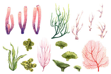 A set of seaweeds and corals. Watercolor illustration isolated on white background © Modesta