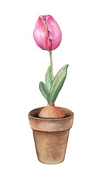 Watercolor tulip flower in a clay pot