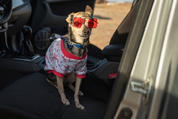 small dog in car in sunglasses and a t-shirt