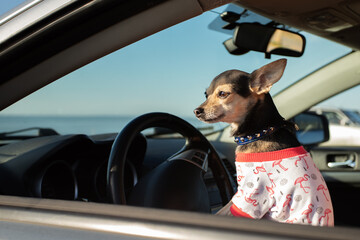 dog travel, pet trip, happy dog in t-shirt driving a car, summer holidays, vacation on the seashore