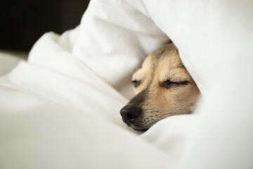 pet comfort, small dog sleeping in bed, cute puppy is warming under the blanket in winter in bed