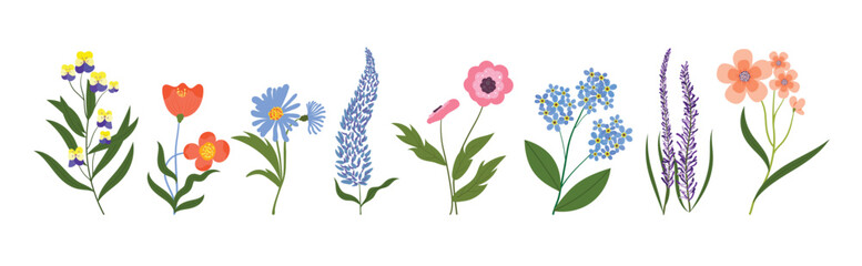 Set of spring flowers vector set. Collection of wild flower, floral, leaf, lavender with hand drawn style isolated on white background. Plants element illustrated Design for decoration, print. © TWINS DESIGN STUDIO