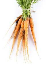 freshly picked carrots