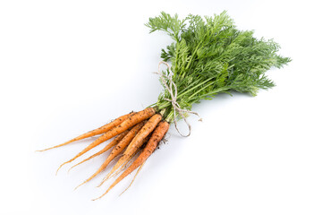 freshly picked carrots