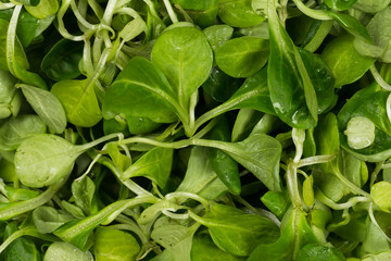 Fototapeta premium mache lettuce green salad