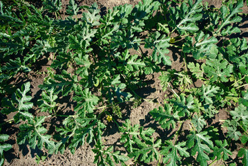 Green plants of watermelon. Melons grow in farm field. Watermelon growing on farmland, growing water melon, cultivation of melon cultures. Green plant background.