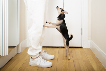 the dog asks for a walk, a small toy terrier on a dog leash stands in front of the owner on its hind legs in front of the front door