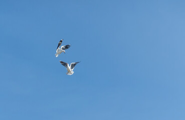 Two red-billed gulls squabbling while in flight against clear blue sky.